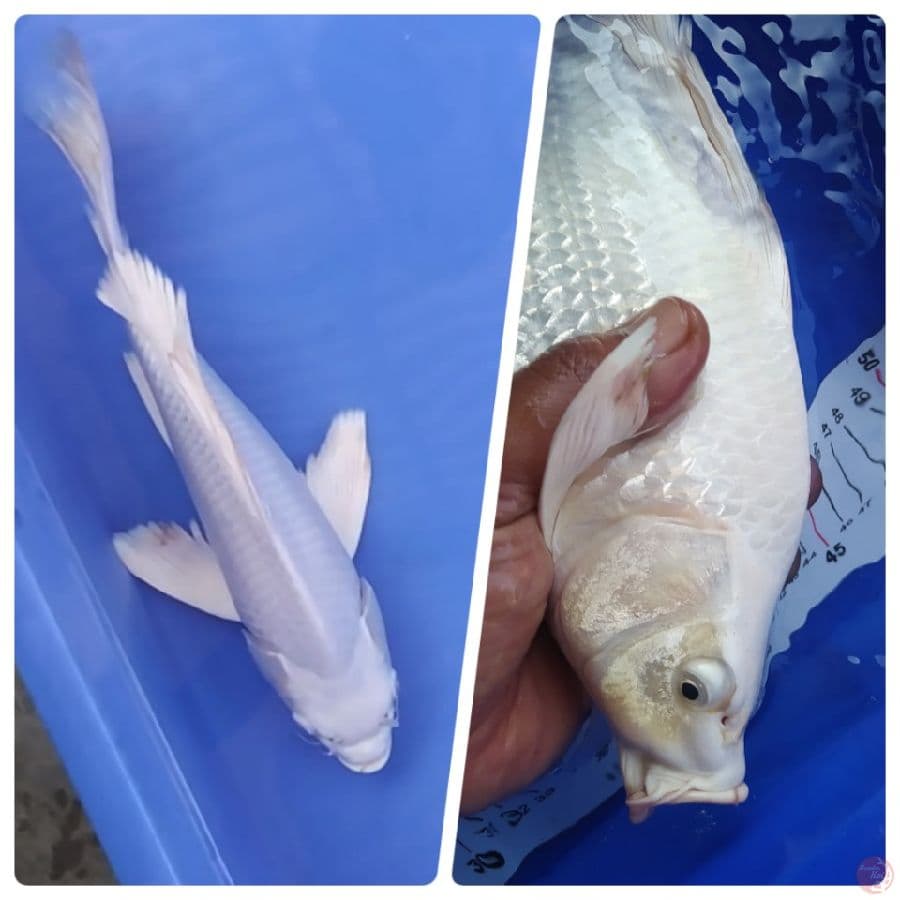 kumpai pltnm 30 cm