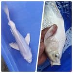 kumpai pltnm 30 cm