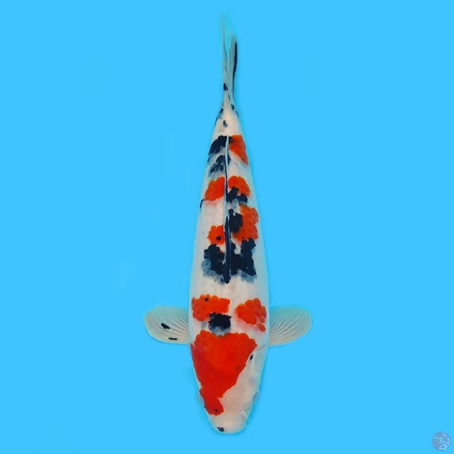 Sanke 32cm HQ bakat jumbo