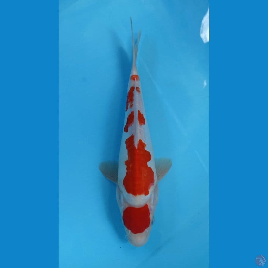 maruten kohaku doit 29cm