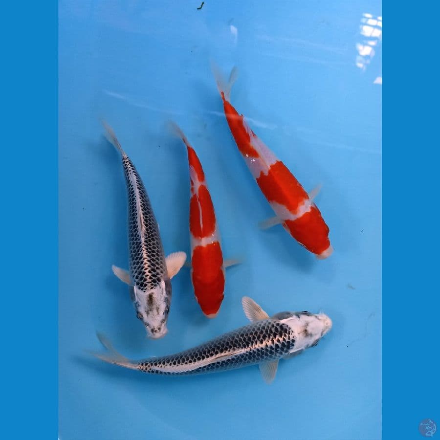 mix koi 22bu
