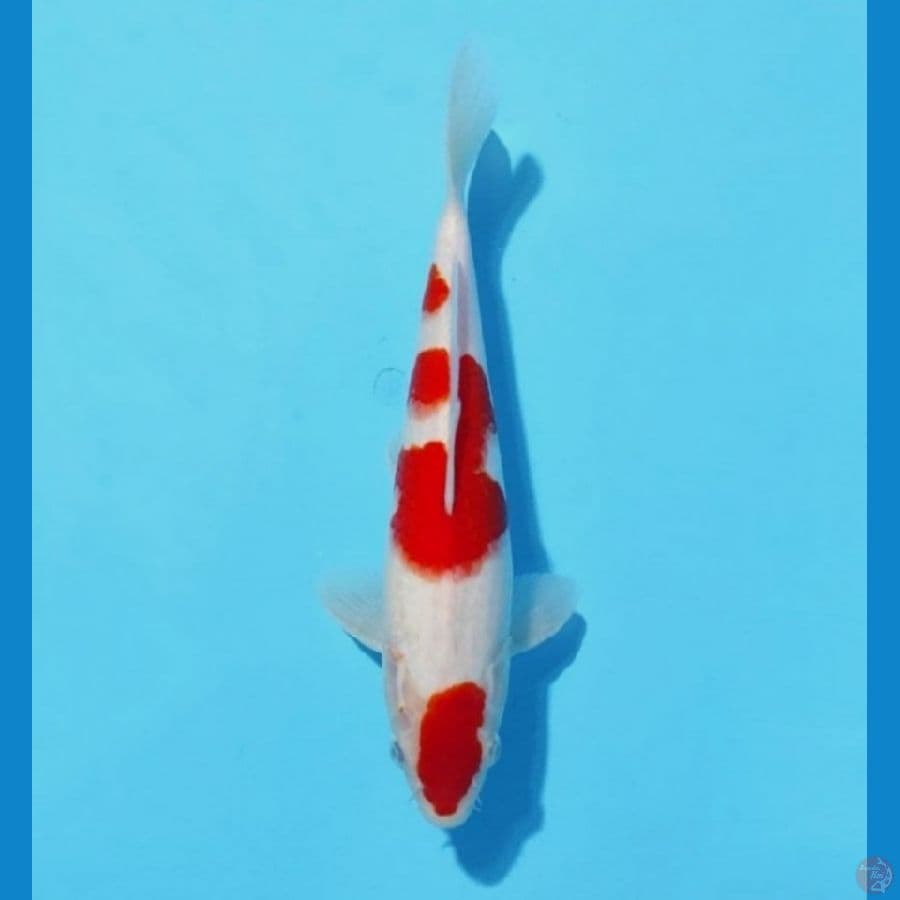 1. KOHAKU PUTIH SALJU 26 CM MALE 