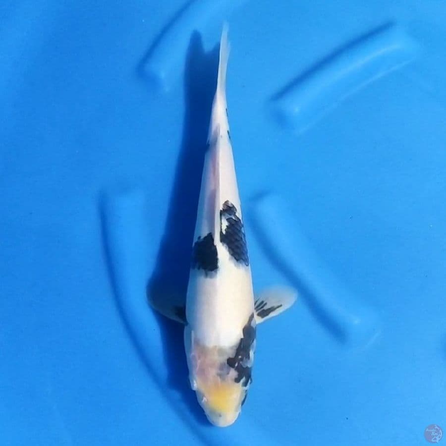 2. SHIRO UTSURI 35CM FEMALE