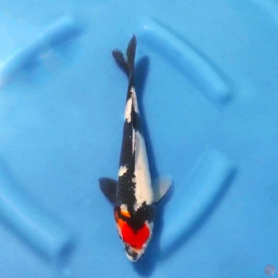 3. TANCHO SHOWA 26CM MALE