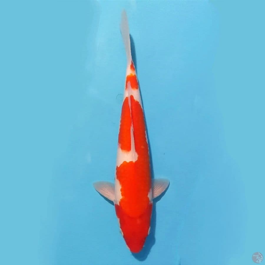 5. KOHAKU 28CM MALE