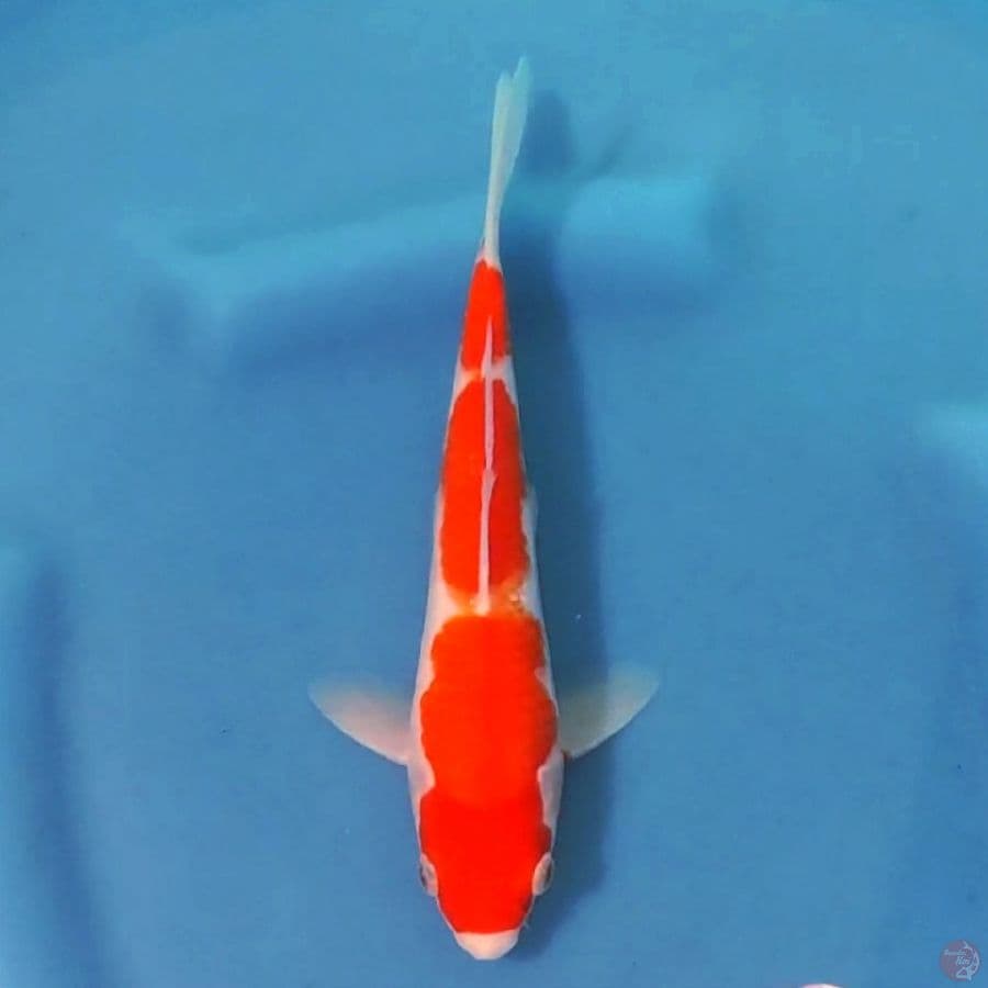 7. KOHAKU 23CM MALE