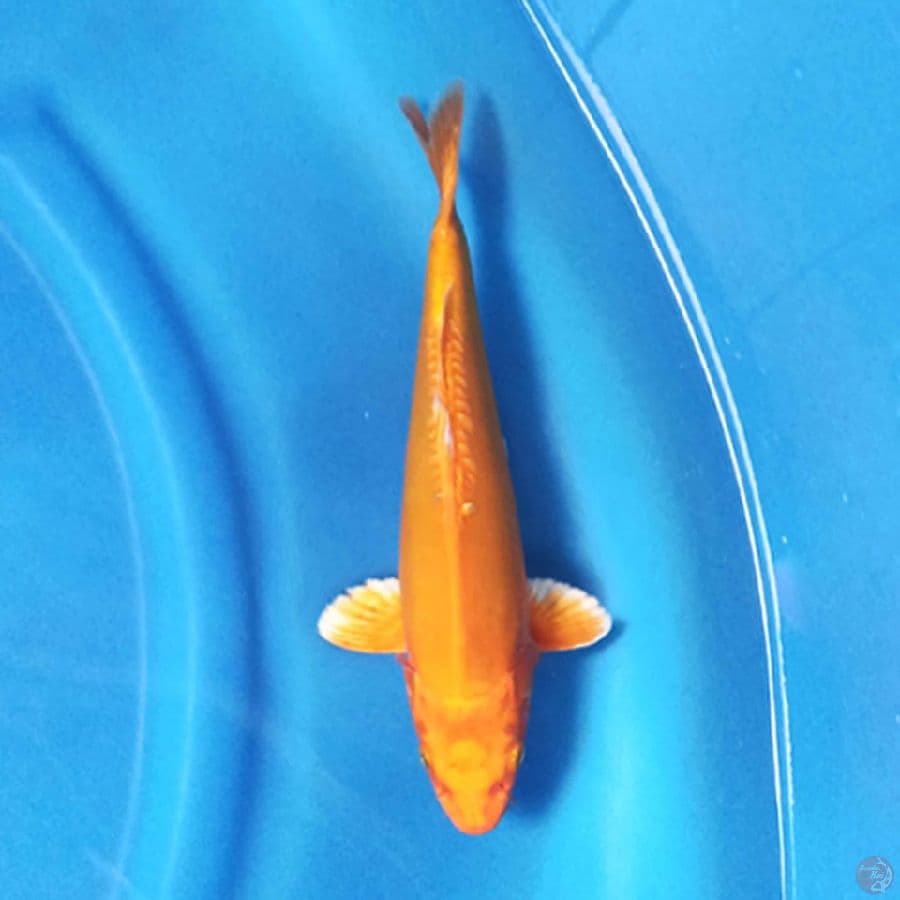 Orenji Ogon Doitsu 26cm