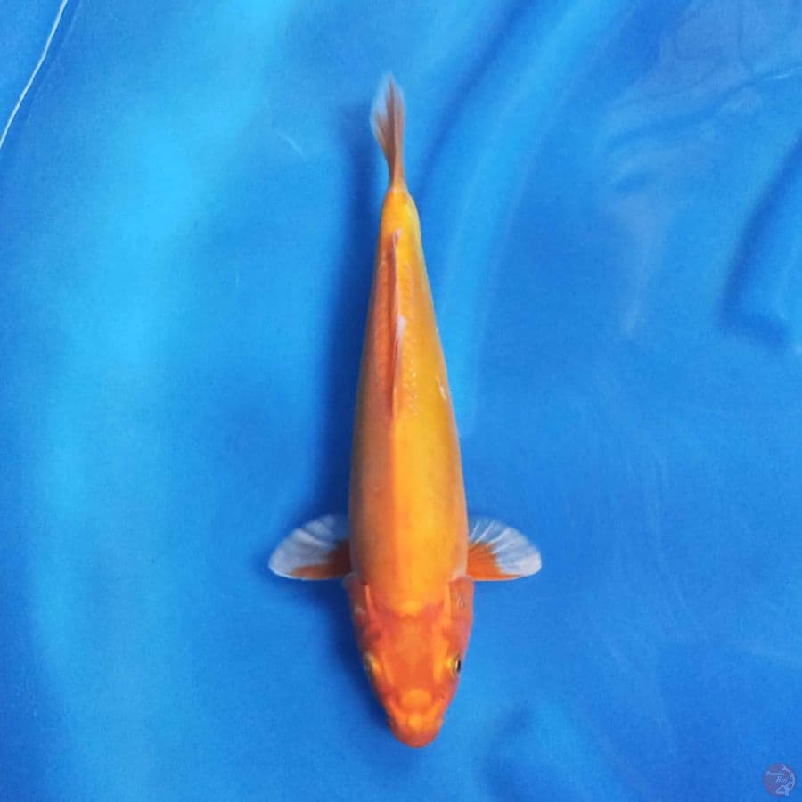 Orenji Ogon Doitsu 27cm