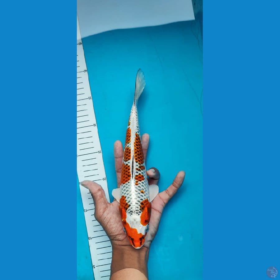 KUJAKU-30 CM