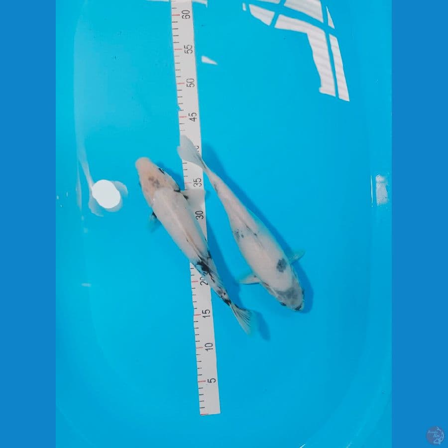 SHIRO TATEGOI 29-30 CM 