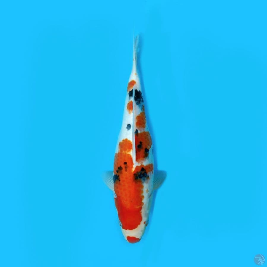 SANKE 34CM - FEMALE