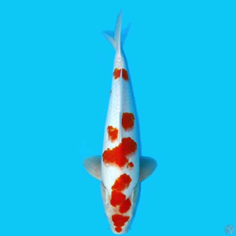 KOHAKU SAKURA 39CM - MALE