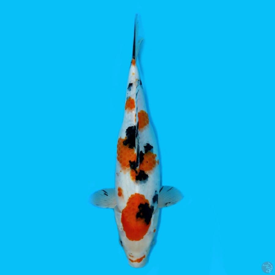 SANKE 35CM - FEMALE