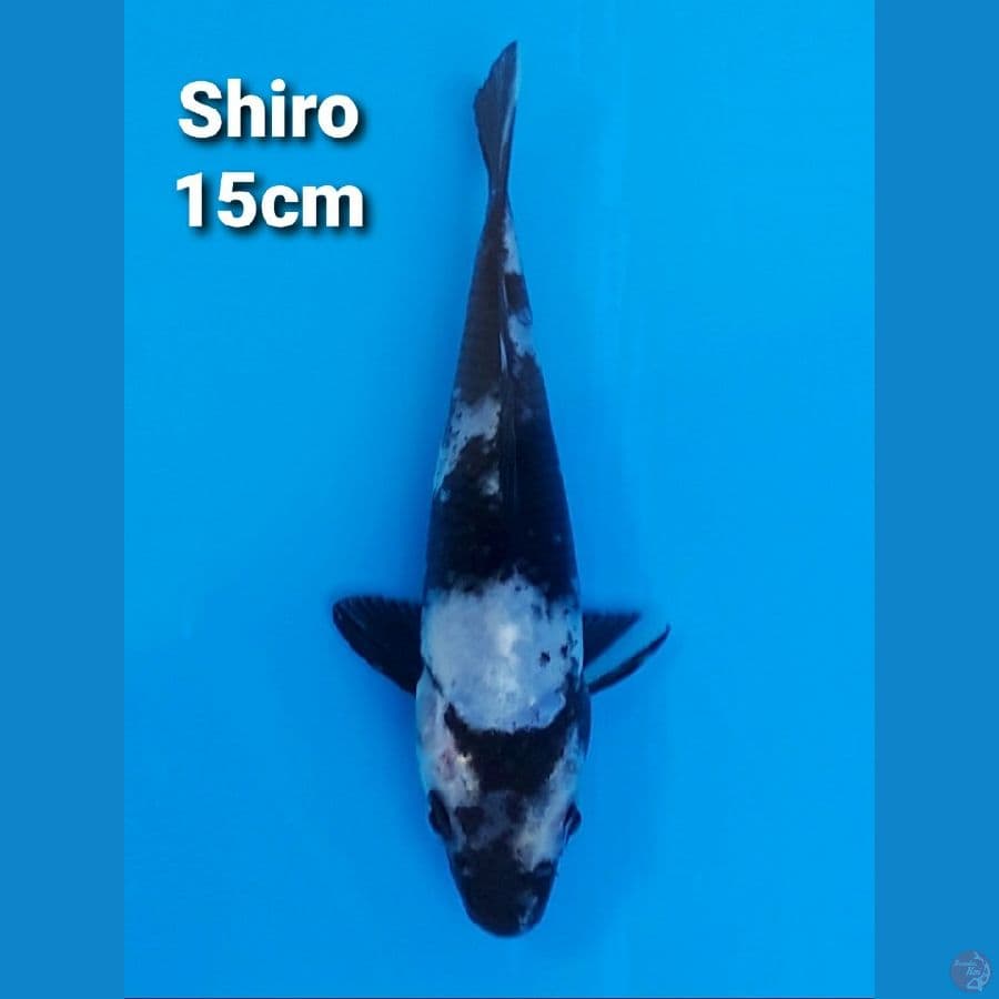 SHIRO UTSURI 15CM