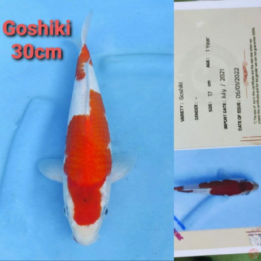 OKAWA GOSHIKI 30CM