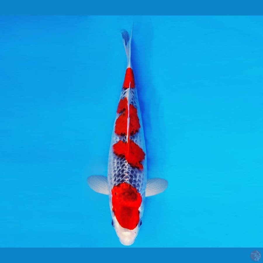 KIRARA 1 ~ GOSHIKI 28 cm/male ™