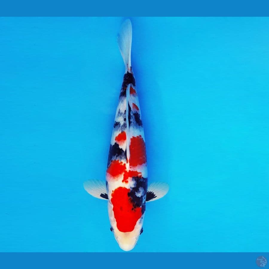 ASAHI 1 ~ SHOWA EVOLUTION 33 cm/male ™
