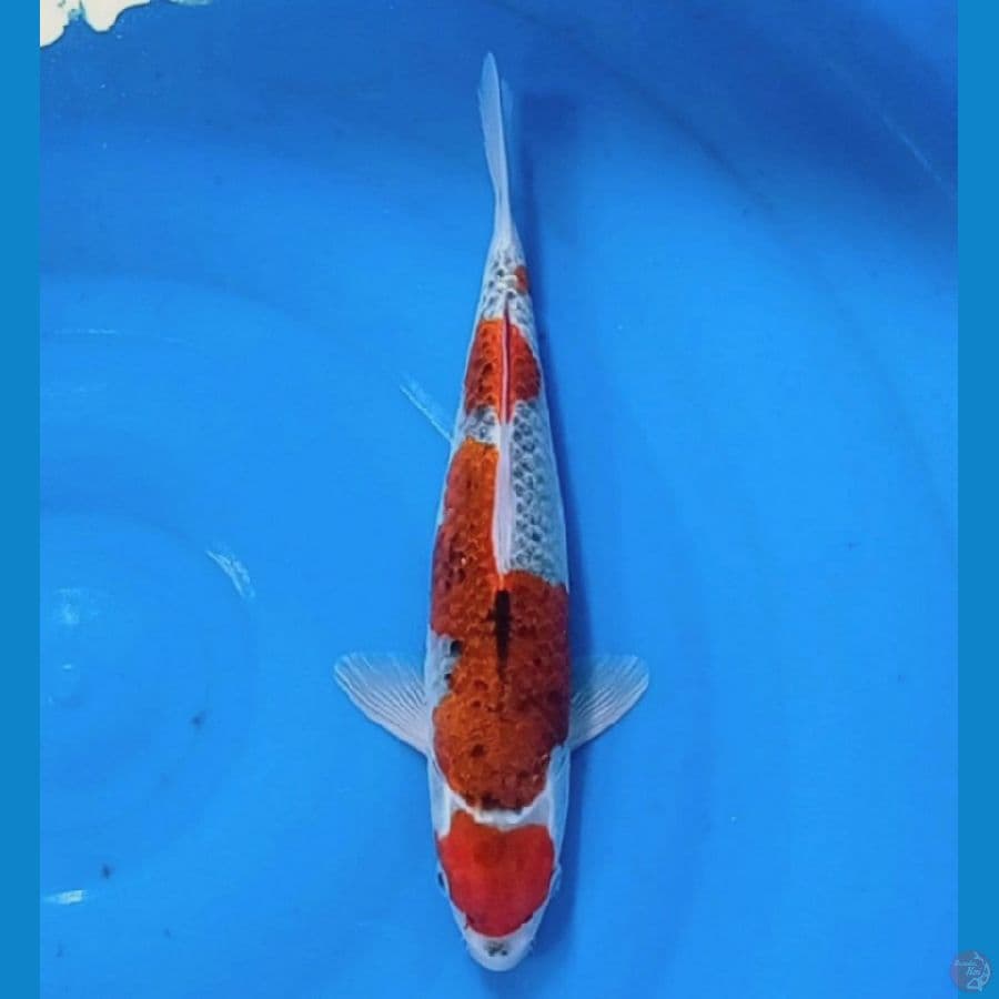 maruten gosiki 34 cm 