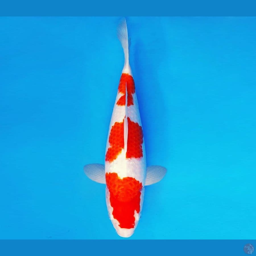 KIRARA 6 ~ KOHAKU 39 cm/fm ™