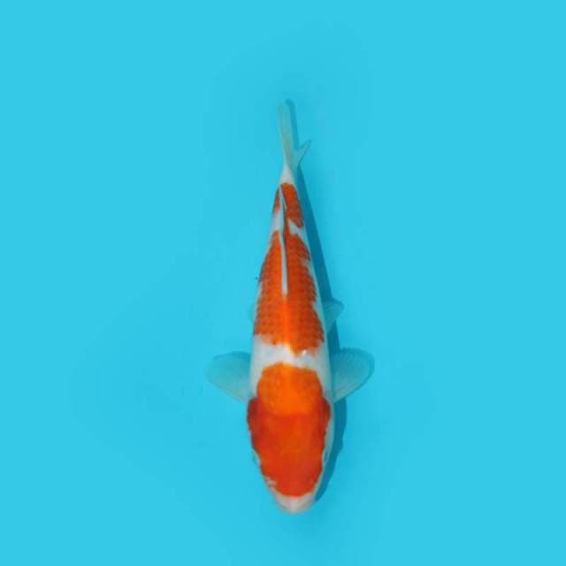 KOHAKU 23 CM