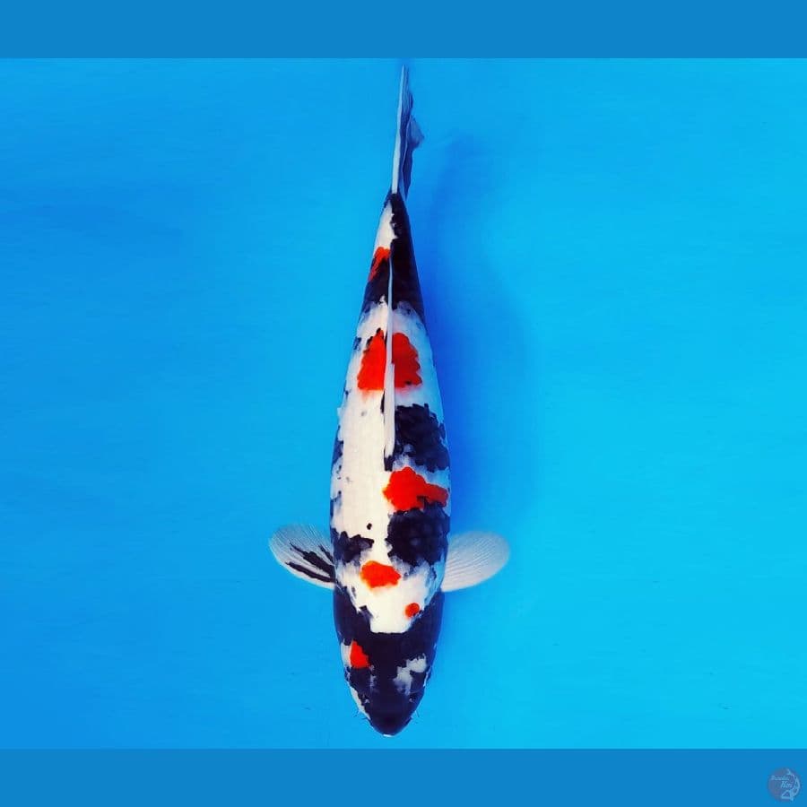 KIRARA 8 ~ KINDAI SHOWA 40 cm/male ™
