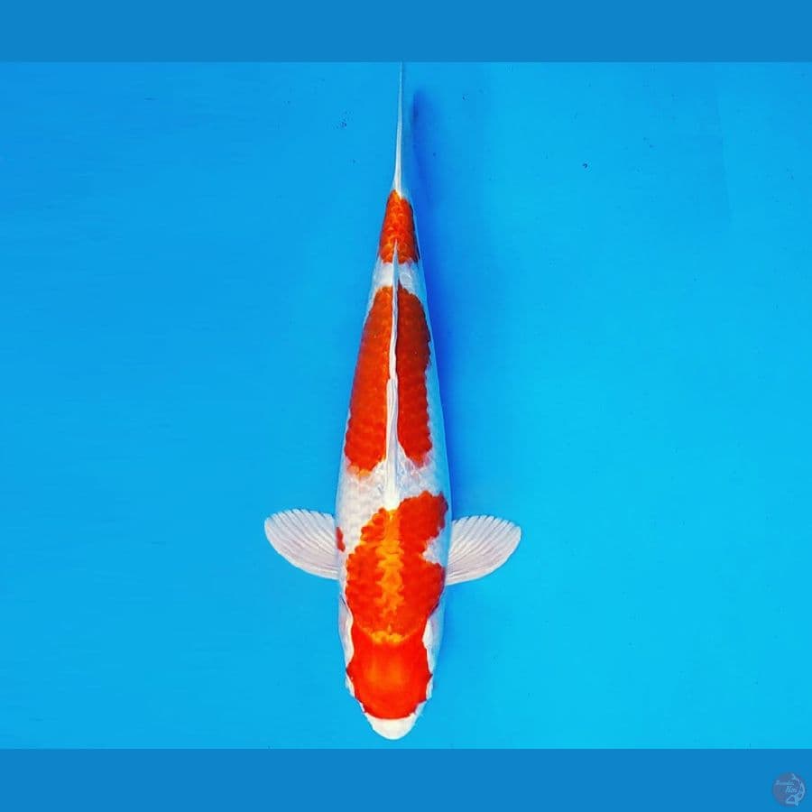 KIRARA 14 ~ KOHAKU HIKARI 30 cm/fm ™