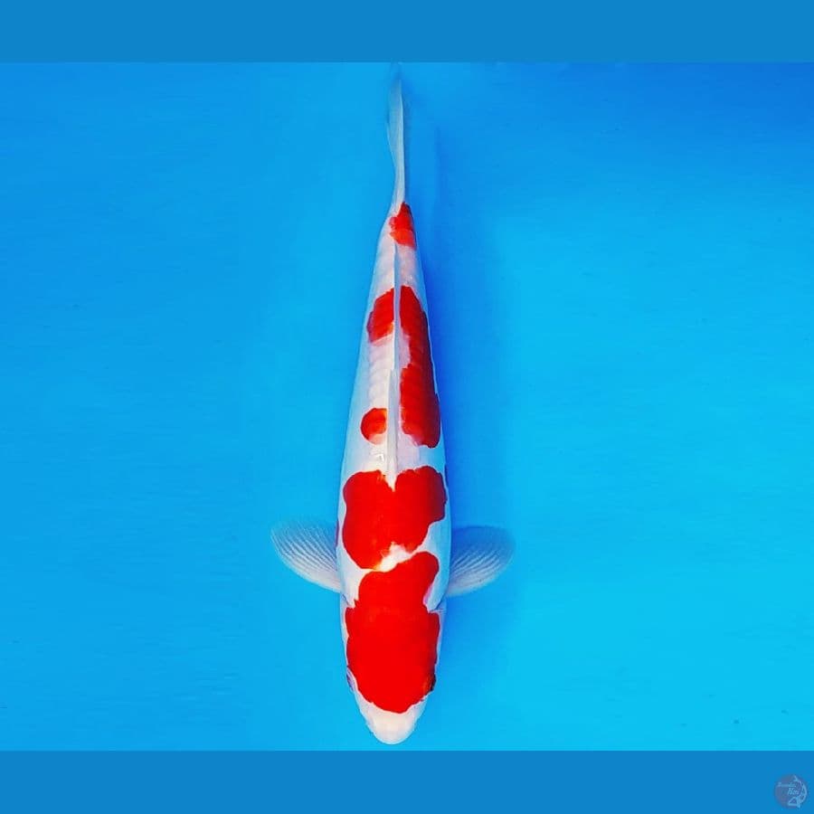 KIRARA 15 ~ KOHAKU DOITSU 32 cm/fm ™