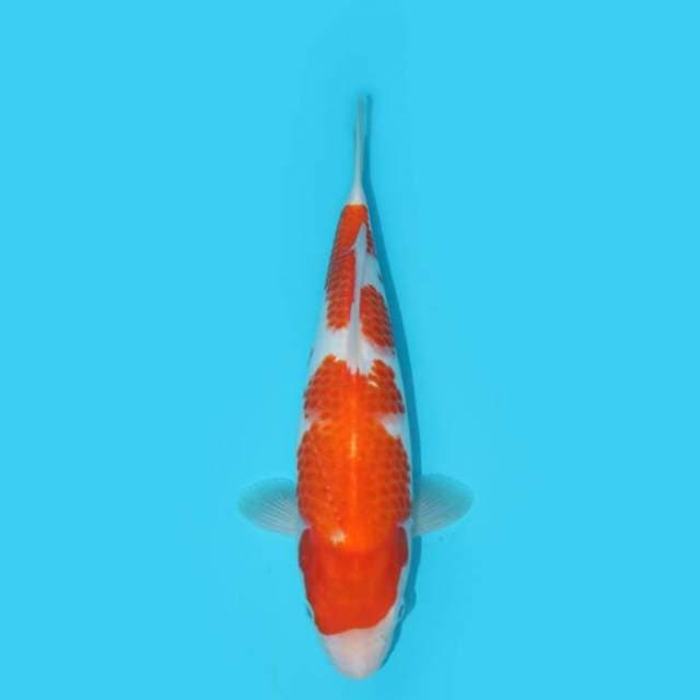 KOHAKU 30 CM