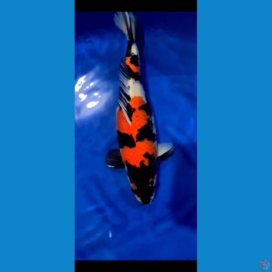 Showa Serti Juara 53 cm