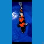 Showa Serti Juara 53 cm