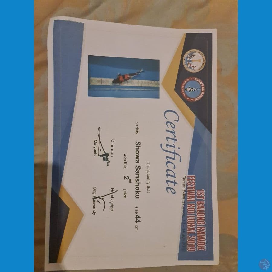 Showa Serti Juara 53 cm