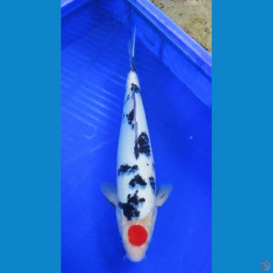 tancho ±41cm