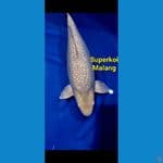 Soragoi Super Jumbo 56 cm