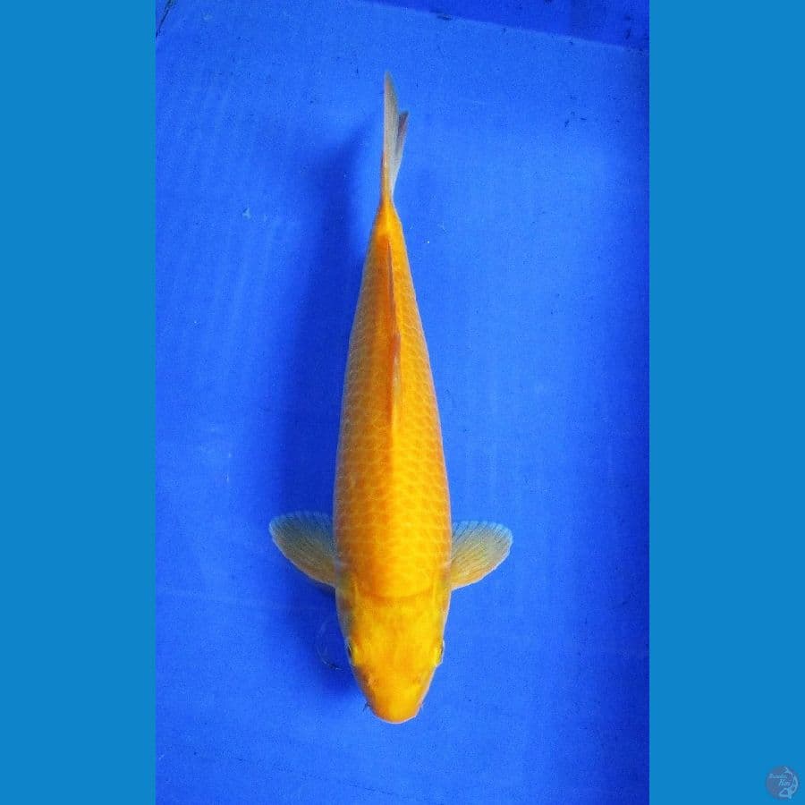 karashi ±36cm jantan red eye's