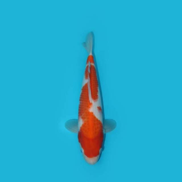 KOHAKU 29 CM