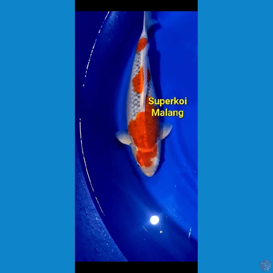 Goshiki 48 cm