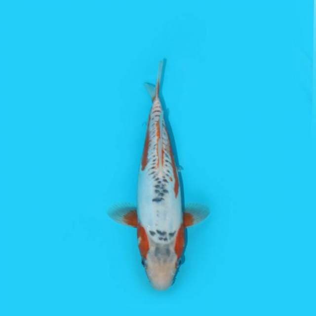 SHUSUI 30 CM