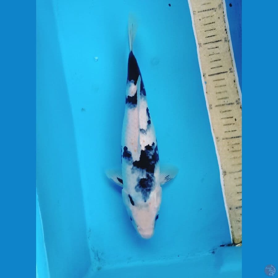 30cm shiro tategoii