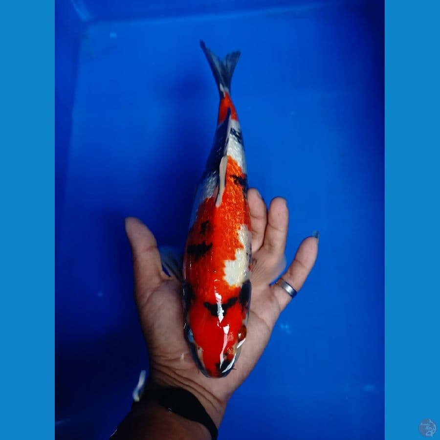 showa ginrin 25 cm