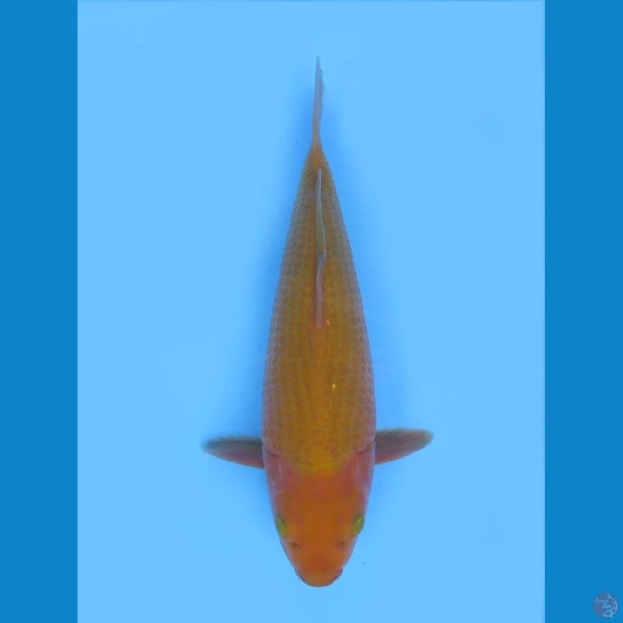 37cm - F1 Karamel Male