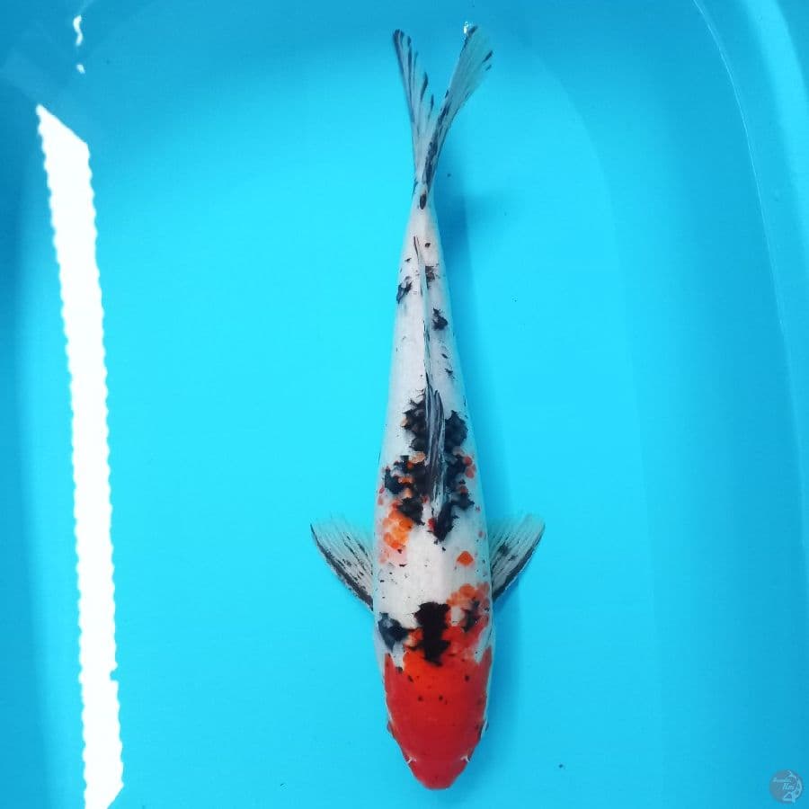 *SANKE 40 CM//ML*