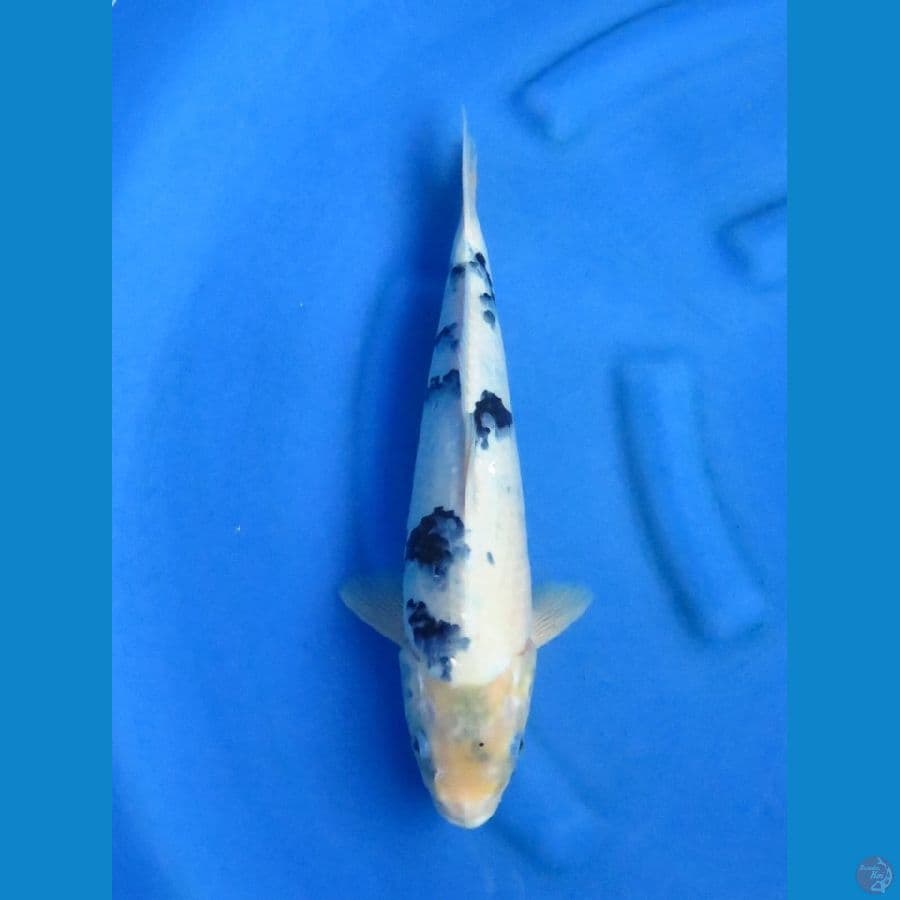38cm - Male Shiro F1 