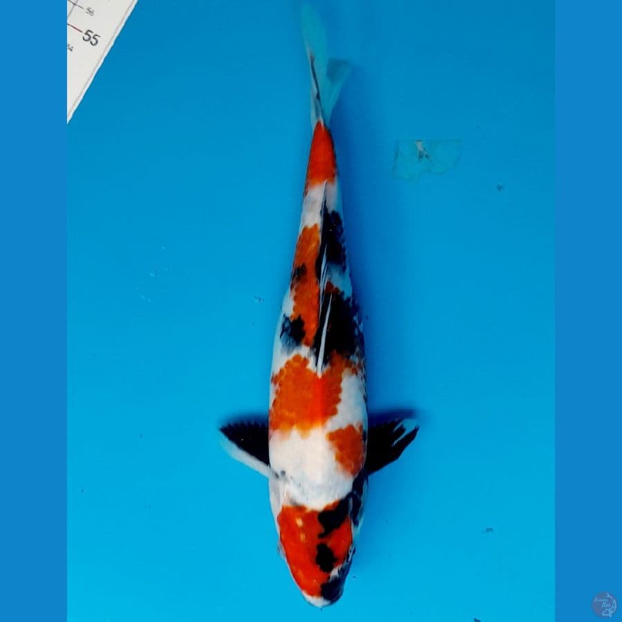 showa 25cm
