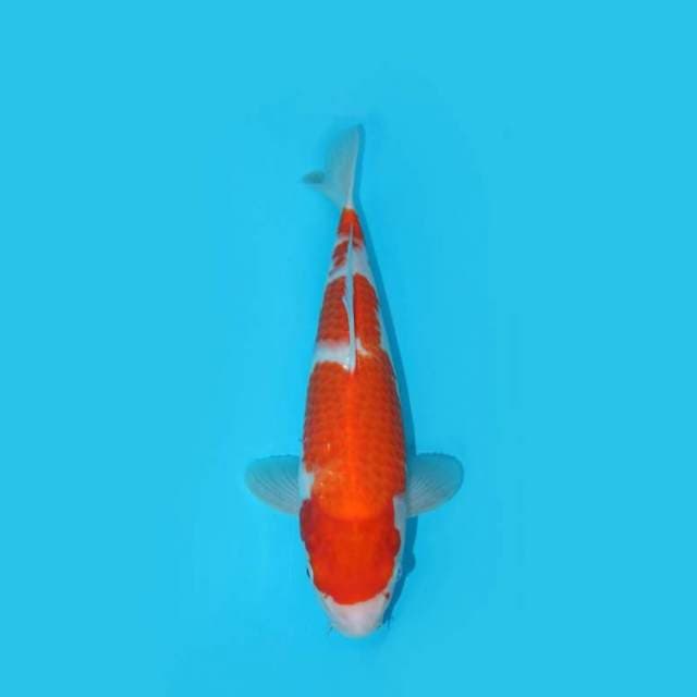 KOHAKU 31 CM