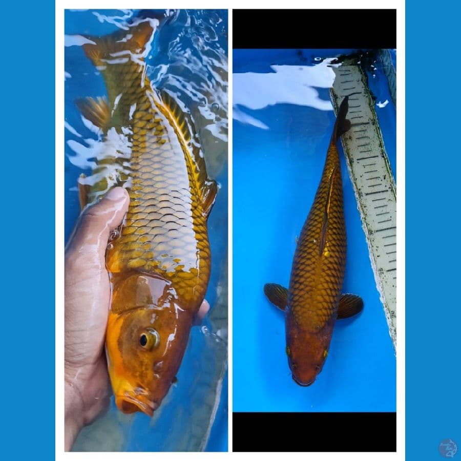 chagoi tembaga.... 35cm