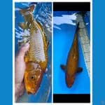 chagoi tembaga.... 35cm