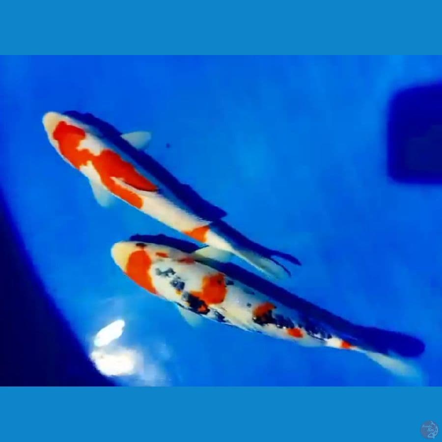 kohaku 30 32 
