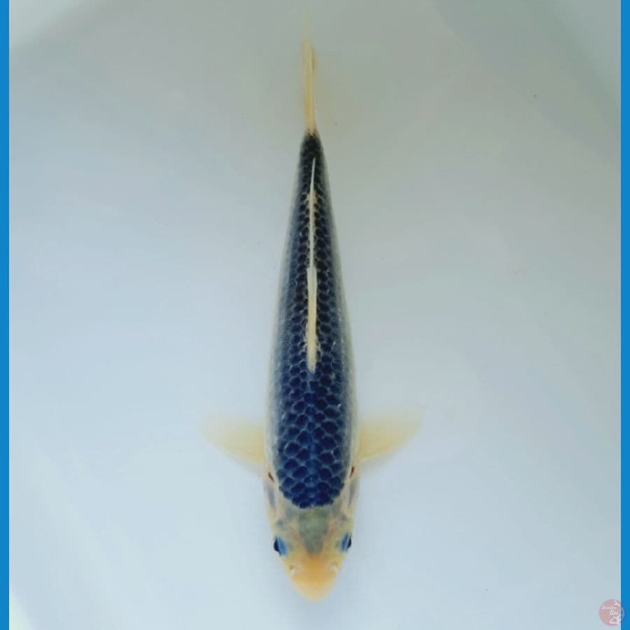 Asagi 20cm