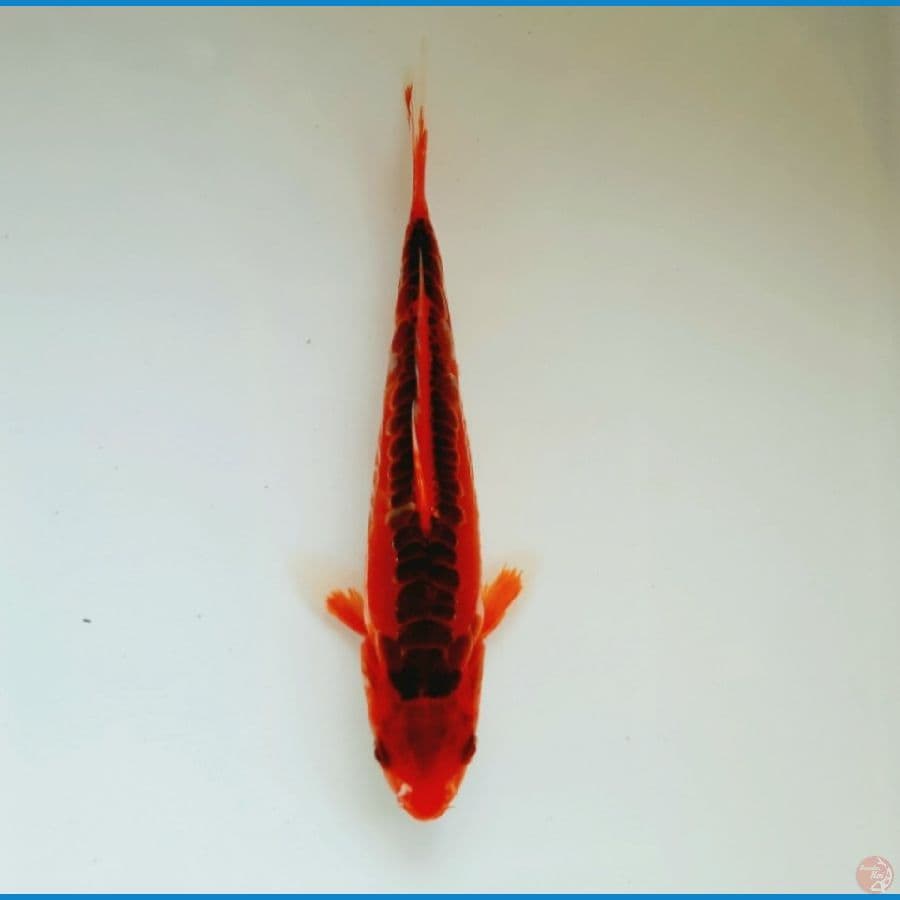 Mizuho shusui 18cm