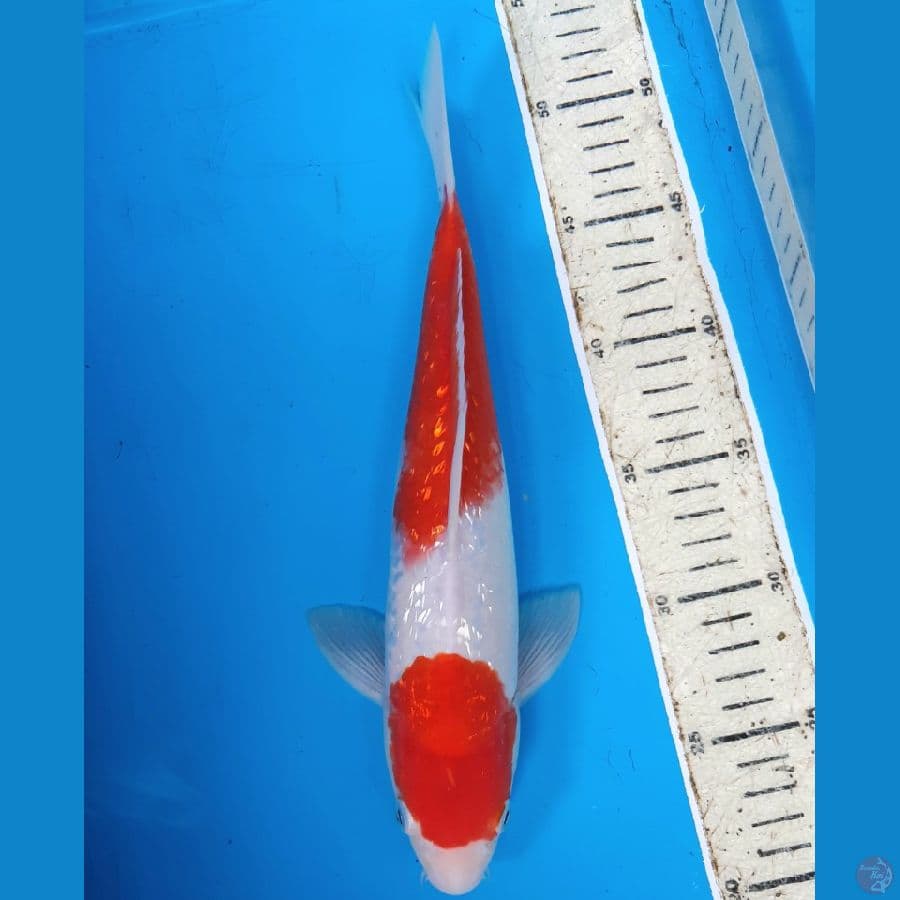 kohaku ginrin 30 cm male